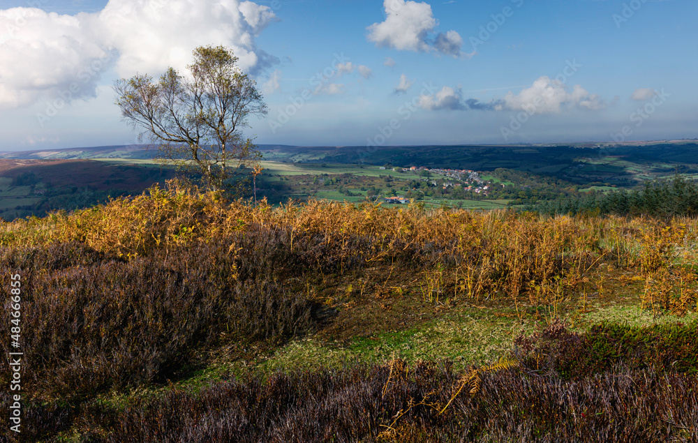 North York Moors with heather, cotton grass, and trees overlooking valley. Glaisdale, UK.