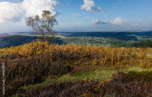 North York Moors with heather, cotton grass, and trees overlooking valley. Glaisdale, UK.
