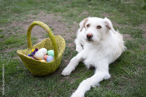 white dog lies on the green grass near a basket of colored eggs in the backyard. easter hunting concept. Easter fun