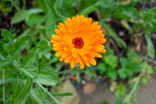 Orange flower in the garden