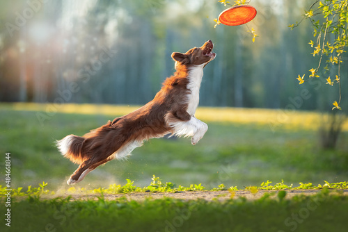 Border Collie catches a frisbee disc. High quality photo
