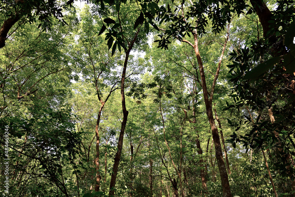 Fototapeta premium Floresta vista por baixo , arvores.