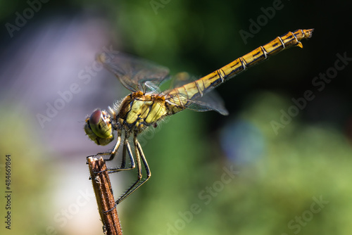 The dragonfly is holding on to a dry twig