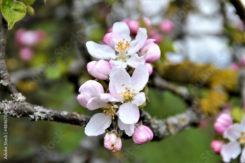 cherry blossom
