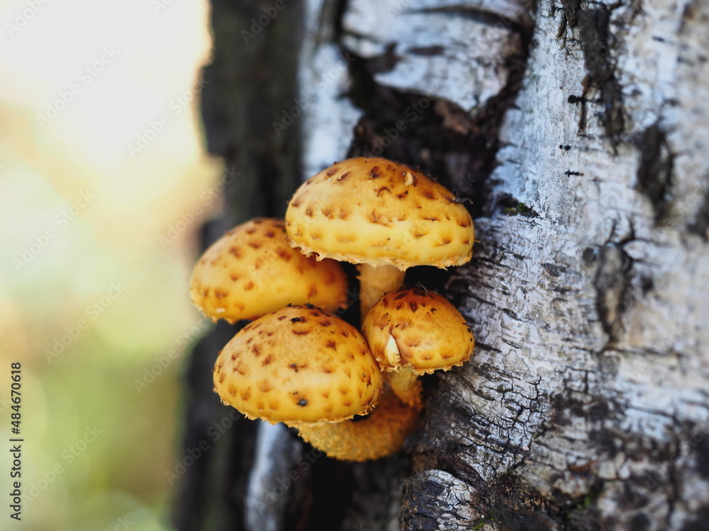 mushrooms on a birch tree.forest. autumn. Armillaria mushrooms on a birch tree.forest. autumn. Armillaria