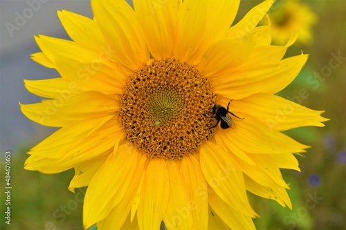 sunflower and bee