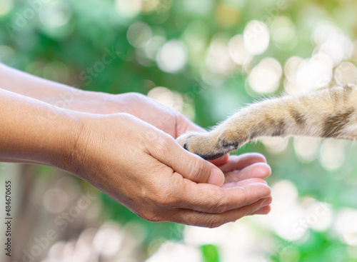 Woman shake hands with a cat . give me five with cat paw .
