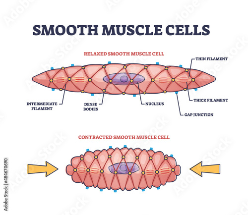 Smooth muscle cells anatomical structure description outline diagram. Labeled educational comparison with relaxed or contracted states and shape differences vector illustration. Biological explanation photo