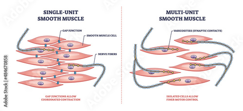 Single unit vs multi unit smooth muscle structure differences outline diagram. Labeled educational scheme with gap junction contraction and motor control vector illustration. Digestive tract cells.