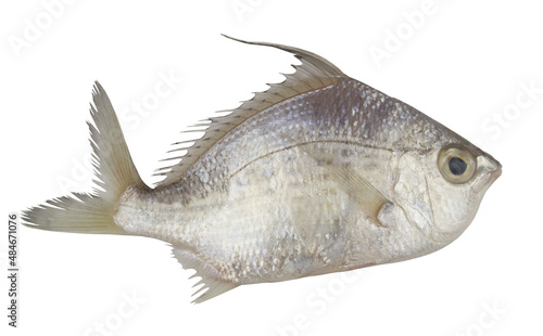 Whipfin silver-biddy fish isolated on white background