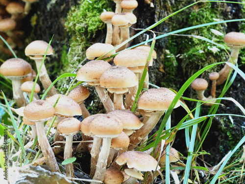 mushrooms on a birch tree.forest. autumn. Armillaria