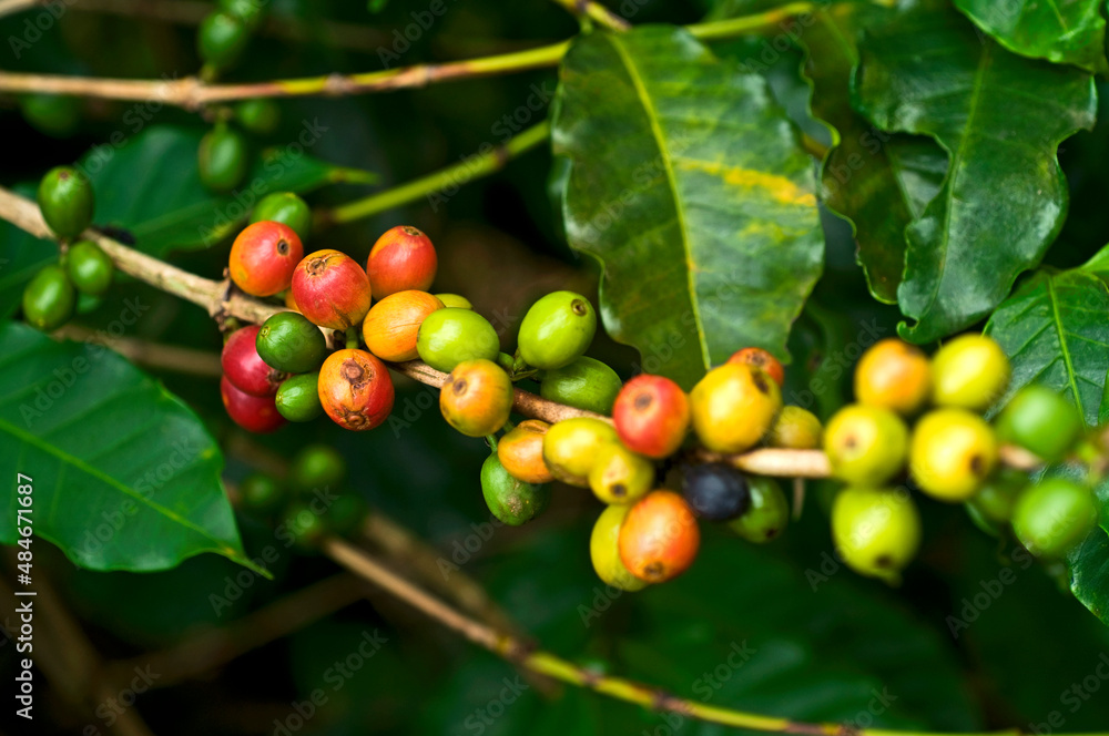Frutos do café. Baga. Frutos do café. Baga.