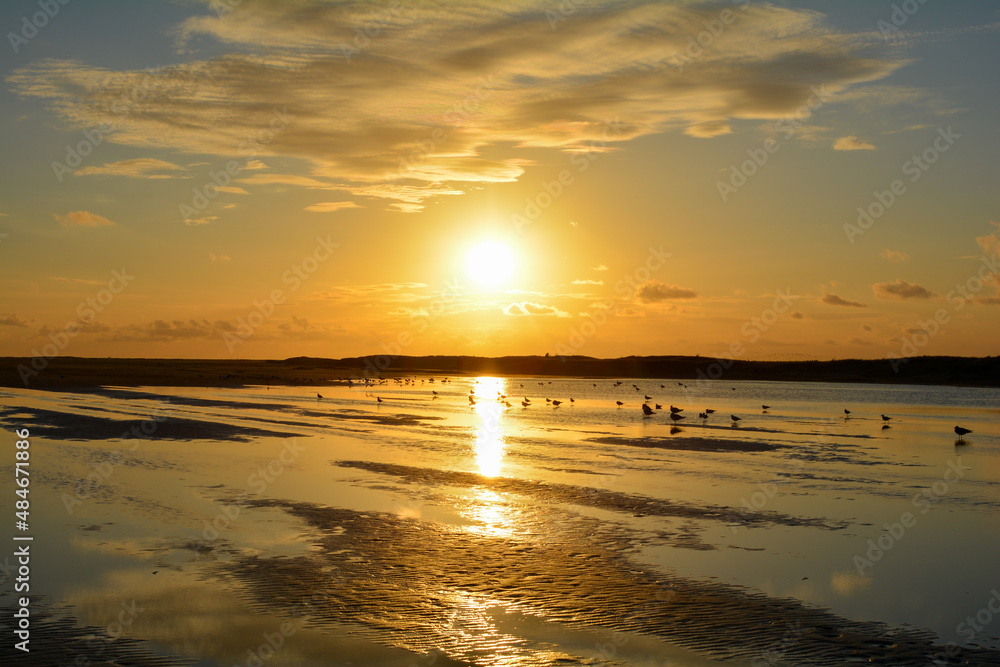 Naklejka premium Low tide by sunset over the sea with lots of gulls