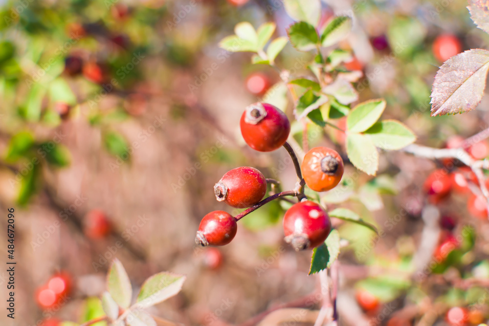 ripe rose hips on a bush in an autumn day, selective focus