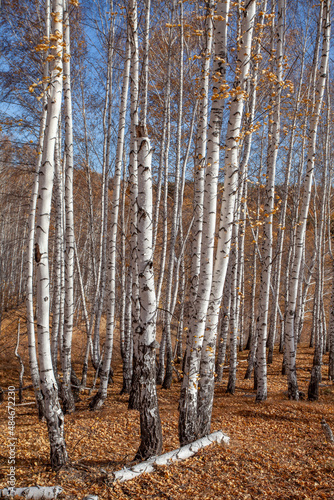 Birch grove in late autumn. The ground is strewn with yellow fallen leaves.