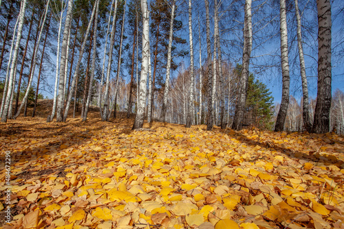 Birch grove in late autumn. The ground is strewn with yellow fallen leaves.