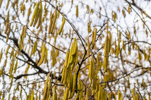 The buds on the branches of hazelnut.