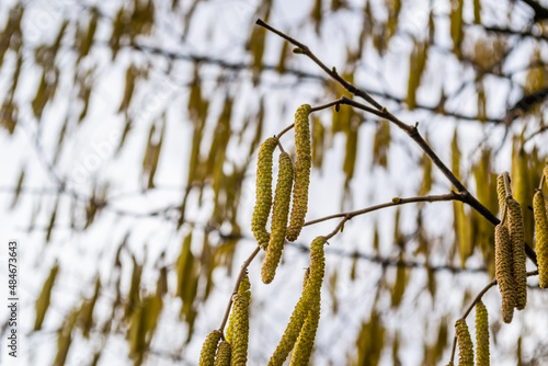 The buds on the branches of hazelnut.