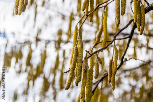 The buds on the branches of hazelnut.