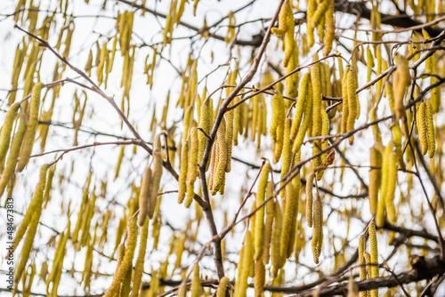 The buds on the branches of hazelnut.