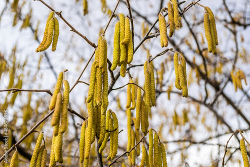 The buds on the branches of hazelnut.