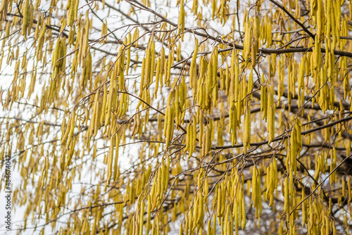 The buds on the branches of hazelnut.