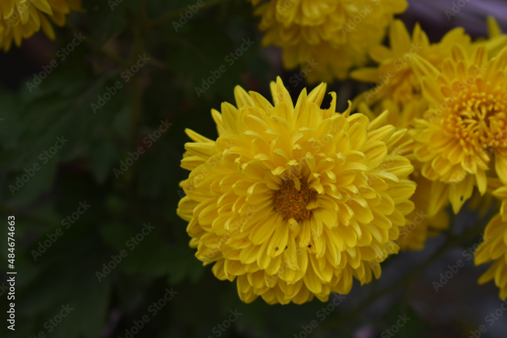 yellow flower yellow flower