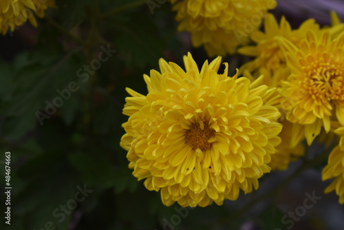 yellow flower © Abhishek