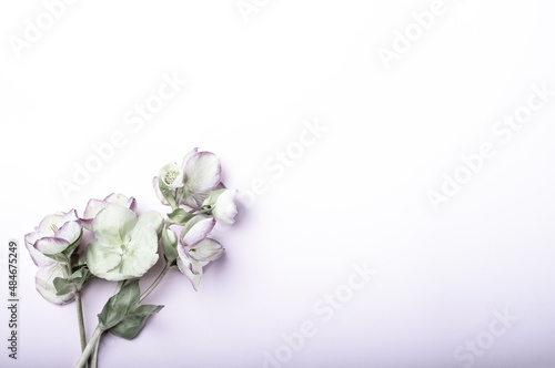 Beautiful hellebore flower, floral flat lay feminine background