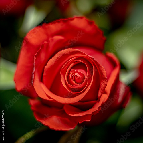 A very beautiful red rose. Macro. Very soft focus