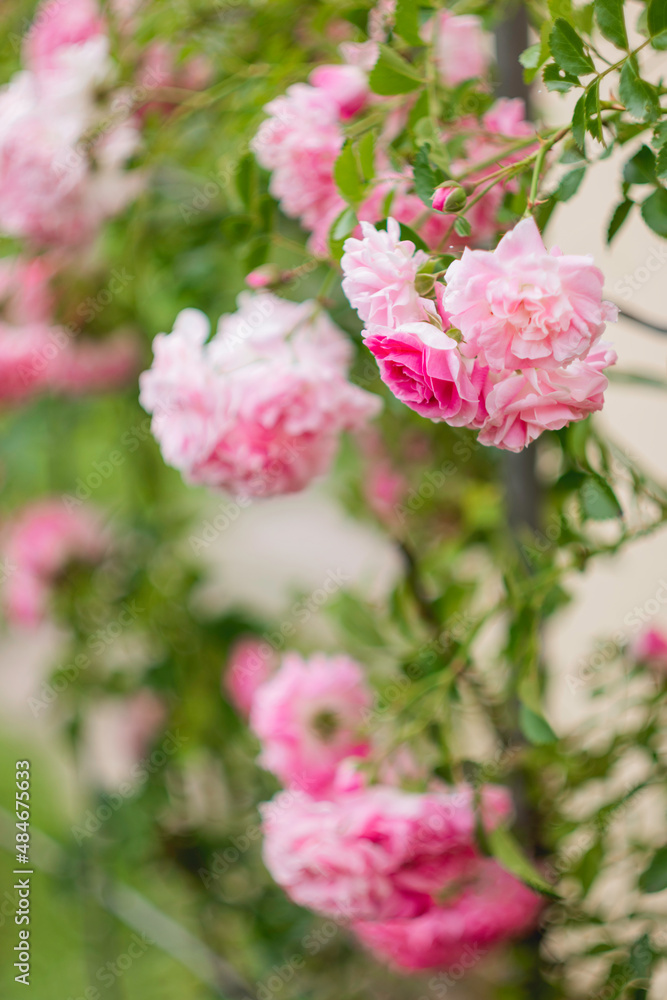 Beautiful pink trellis roses at sunset. Flowering plant in garden. Beauty in nature. Beautiful pink trellis roses at sunset. Flowering plant in garden. Beauty in nature.
