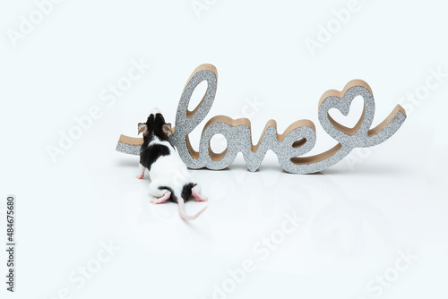 Decorative two-tone satin mouse near the silver decoration LOVE on a white background with copy space . Love for a pet-rodent.