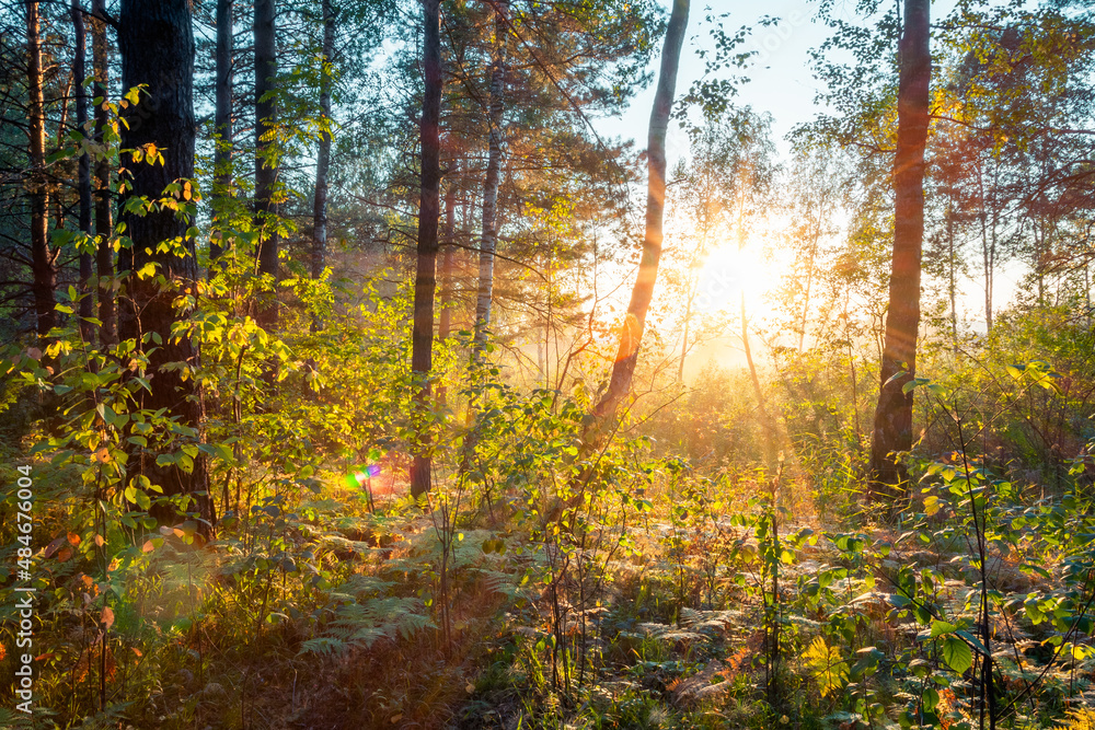 sunset in the woods sunset in the woods