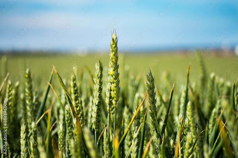 Obraz premium wheat field in summer
