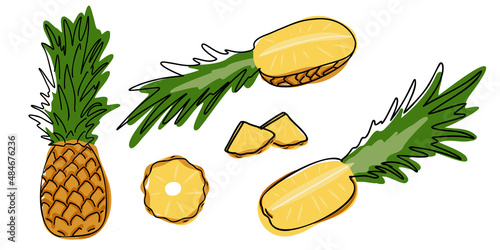 Set of pineapple whole and slice. Tropical product. Hand drawn or doodle style. Flat vector illustration