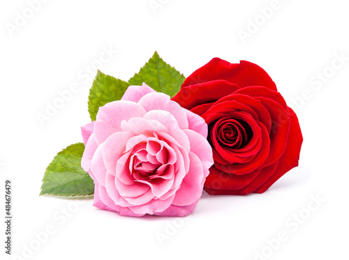 Beautiful pink and red rose