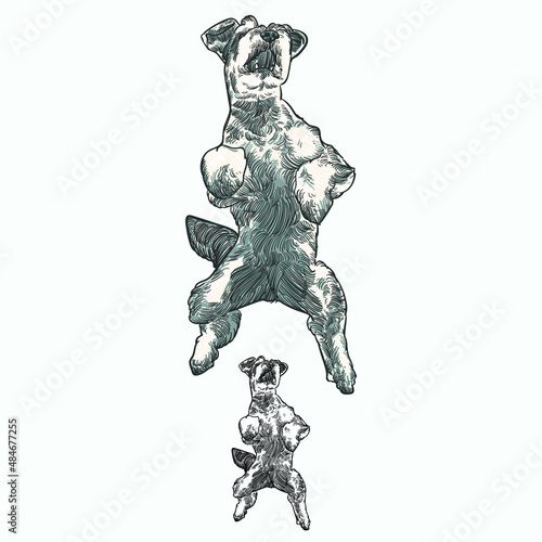 Vintage hand drawn sketch colored jump Schnauzer dog