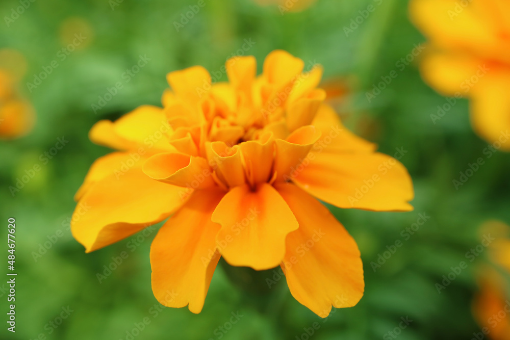 Closeup of a Gorgeous Marigold Flower Blossoming in the Green Field Closeup of a Gorgeous Marigold Flower Blossoming in the Green Field