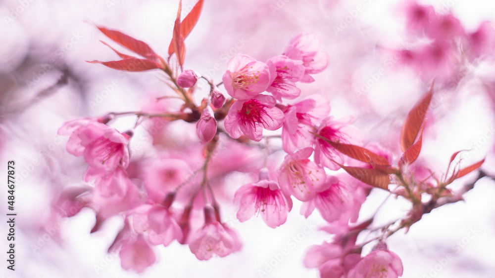 close up to fasinated beautiful pink cherry blossom flower full blooming 