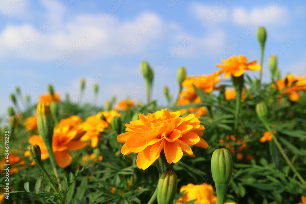 Beautiful Yellow Orange Marigold Flower Field with Blurry Blue Sky in Backdrop Beautiful Yellow Orange Marigold Flower Field with Blurry Blue Sky in Backdrop