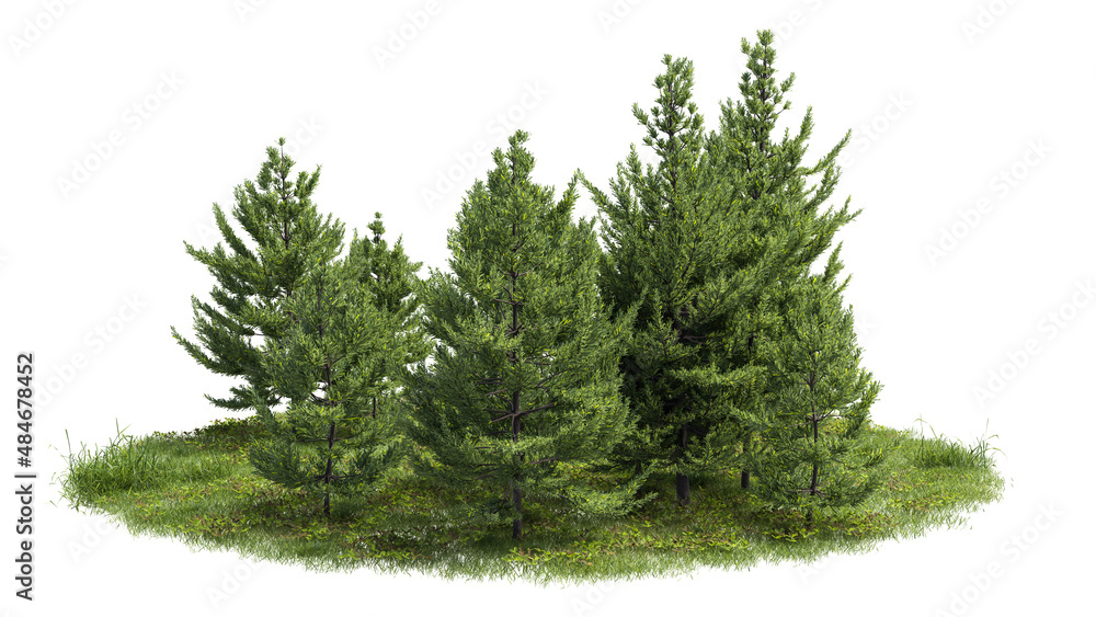 Cutout trees. Garden design isolated on white background. Decorative shrub for landscaping. Clipping mask available for composition.