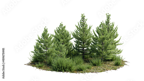 Cutout trees. Garden design isolated on white background. Decorative shrub for landscaping. Clipping mask available for composition.
