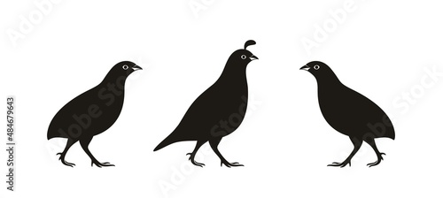 California Quail. Isolated quail on white background