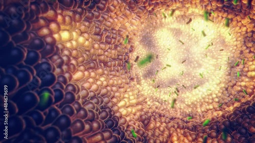 Animation of Intestinal bacteria. Gut microbiome helps control intestinal digestion and the immune system. Probiotics are beneficial bacteria used to help the growth of healthy gut flora photo