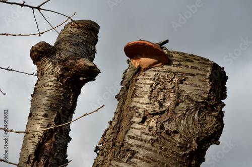 wood decay is a fungus of stem rot common on soft and hard wood trees. His conc is known as the conk with the red belt. on an old, heavily shortened cherry trunk