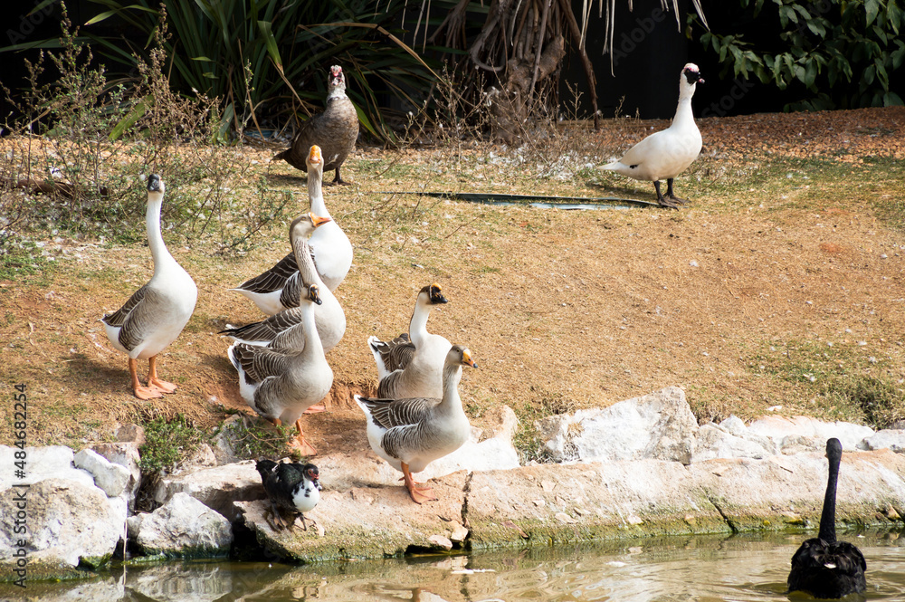Fototapeta premium Group of six geese and three ducks on the lake shore and a black swan in the water with its neck dipped