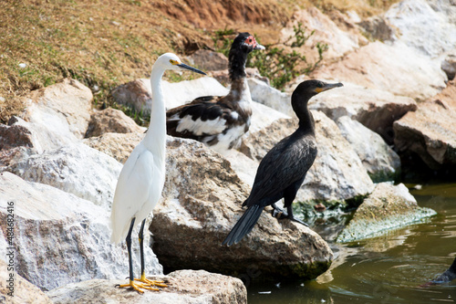 Three aquatic birds of different species on rocks on the edge of a lake, one white, one black and another white and black.
