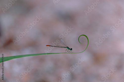 beautiful needle dragonfly on a blur background
Dragonfly with blur background as copy space text