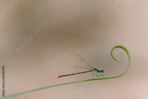 beautiful needle dragonfly on a blur background
Dragonfly with blur background as copy space text