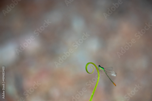 beautiful needle dragonfly on a blur background Dragonfly with blur background as copy space text